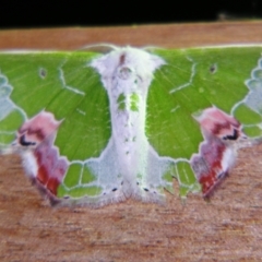 Protuliocnemis partita (A Geometer moth (Geometrinae)) at Sheldon, QLD - 28 Dec 2007 by PJH123