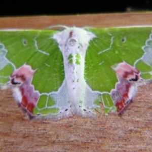 Protuliocnemis partita at Sheldon, QLD - suppressed