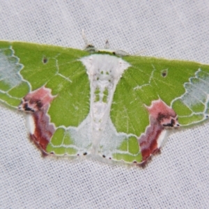 Protuliocnemis partita at Sheldon, QLD - suppressed