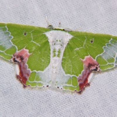 Protuliocnemis partita (A Geometer moth (Geometrinae)) at Sheldon, QLD - 28 Dec 2007 by PJH123