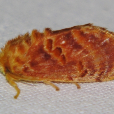 Pseudanapaea (genus) (A cup moth) at Sheldon, QLD - 28 Dec 2007 by PJH123