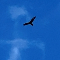 Aquila audax (Wedge-tailed Eagle) at Menangle, NSW - 30 Dec 2023 by JimL