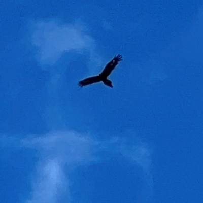 Aquila audax (Wedge-tailed Eagle) at Menangle, NSW - 30 Dec 2023 by JimL