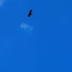 Aquila audax at Wollondilly Local Government Area - 30 Dec 2023 03:52 PM