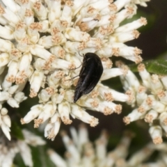 Mordella sp. (genus) (Pintail or tumbling flower beetle) at Hawker, ACT - 28 Dec 2023 by AlisonMilton