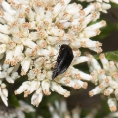 Mordella sp. (genus) at Pinnacle NR (PIN) - 28 Dec 2023