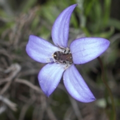 Lasioglossum (Chilalictus) sp. (genus & subgenus) (Halictid bee) at The Pinnacle - 28 Dec 2023 by AlisonMilton