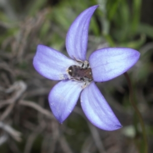 Lasioglossum (Chilalictus) sp. (genus & subgenus) at Pinnacle NR (PIN) - 28 Dec 2023