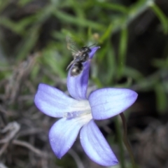 Lasioglossum (Chilalictus) sp. (genus & subgenus) at Pinnacle NR (PIN) - 28 Dec 2023