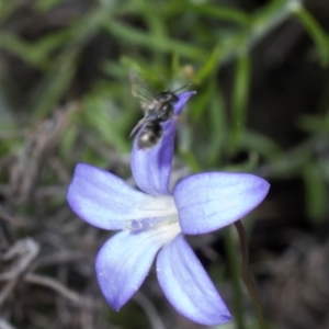 Lasioglossum (Chilalictus) sp. (genus & subgenus) at Pinnacle NR (PIN) - 28 Dec 2023 11:22 AM