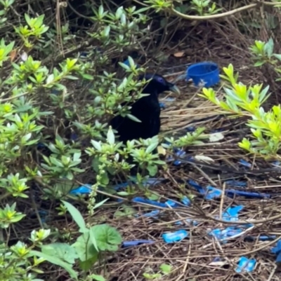 Ptilonorhynchus violaceus (Satin Bowerbird) at Bowral - 26 Dec 2023 by SimoneC