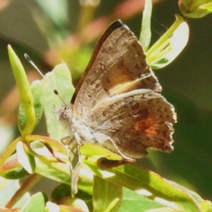 Paralucia aurifera at Lower Cotter Catchment - 30 Dec 2023 02:42 PM