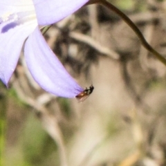 Unidentified Hover fly (Syrphidae) at Pinnacle NR (PIN) - 27 Dec 2023 by AlisonMilton