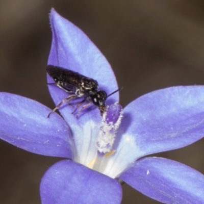 Eurys sp. (genus) (Eurys sawfly) at Hawker, ACT - 27 Dec 2023 by AlisonMilton