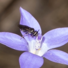 Eurys sp. (genus) at Pinnacle NR (PIN) - 28 Dec 2023