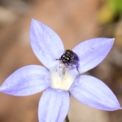 Eurys sp. (genus) at Pinnacle NR (PIN) - 28 Dec 2023