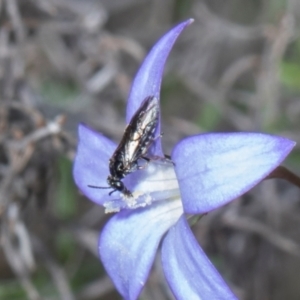 Eurys sp. (genus) at Pinnacle NR (PIN) - 28 Dec 2023