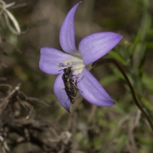 Eurys sp. (genus) at Pinnacle NR (PIN) - 28 Dec 2023