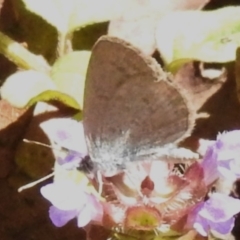 Zizina otis (Common Grass-Blue) at Uriarra Village, ACT - 30 Dec 2023 by JohnBundock