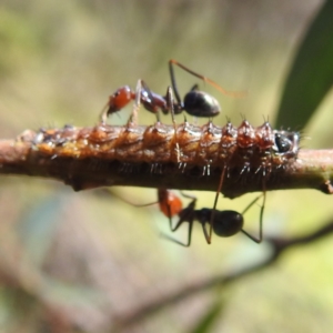 Jalmenus ictinus at Lions Youth Haven - Westwood Farm A.C.T. - 30 Dec 2023