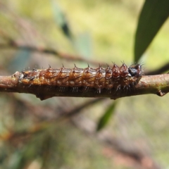 Jalmenus ictinus at Lions Youth Haven - Westwood Farm A.C.T. - 30 Dec 2023 02:05 PM