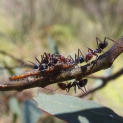 Jalmenus ictinus at Lions Youth Haven - Westwood Farm A.C.T. - 30 Dec 2023