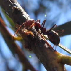 Jalmenus ictinus at Lions Youth Haven - Westwood Farm A.C.T. - 30 Dec 2023 02:05 PM