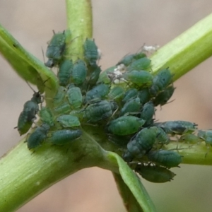 Aphis chloris at QPRC LGA - 29 Dec 2023