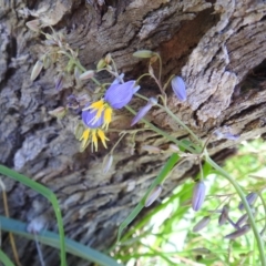 Dianella sp. aff. longifolia (Benambra) (Pale Flax Lily, Blue Flax Lily) at Kambah, ACT - 30 Dec 2023 by HelenCross