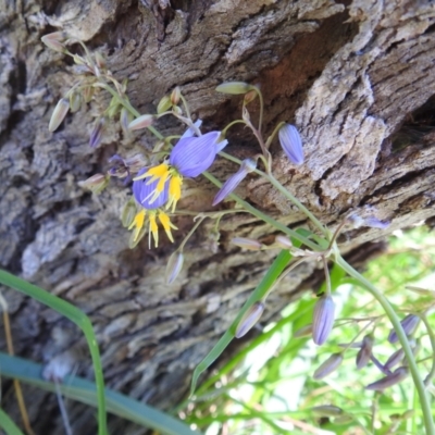 Dianella sp. aff. longifolia (Benambra) (Pale Flax Lily, Blue Flax Lily) at Lions Youth Haven - Westwood Farm - 30 Dec 2023 by HelenCross