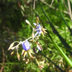 Dianella sp. aff. longifolia (Benambra) at Lions Youth Haven - Westwood Farm A.C.T. - 30 Dec 2023 02:15 PM