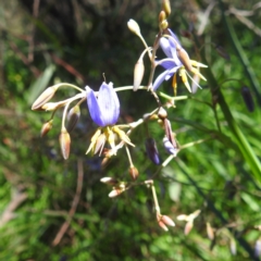 Dianella sp. aff. longifolia (Benambra) at Lions Youth Haven - Westwood Farm A.C.T. - 30 Dec 2023 02:15 PM