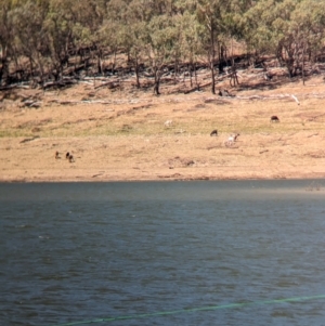 Capra hircus at Hargraves, NSW - 30 Dec 2023