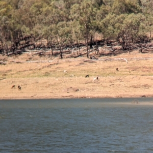Capra hircus at Hargraves, NSW - 30 Dec 2023