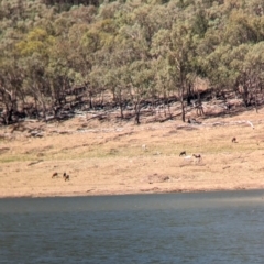 Capra hircus at Hargraves, NSW - 30 Dec 2023