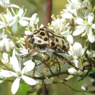 Neorrhina punctatum (Spotted flower chafer) at Lions Youth Haven - Westwood Farm A.C.T. - 30 Dec 2023 by HelenCross