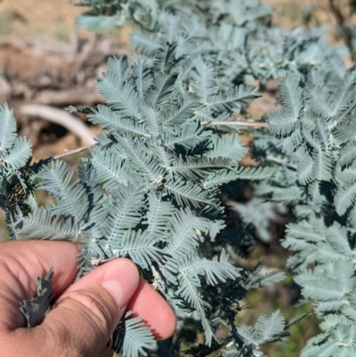 Acacia baileyana (Cootamundra Wattle, Golden Mimosa) at Mookerawa, NSW - 30 Dec 2023 by Darcy