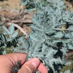 Acacia baileyana at Mookerawa, NSW - 30 Dec 2023