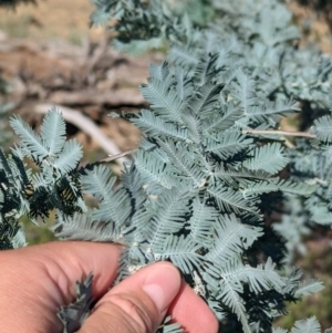 Acacia baileyana at Mookerawa, NSW - 30 Dec 2023