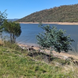 Acacia baileyana at Mookerawa, NSW - 30 Dec 2023