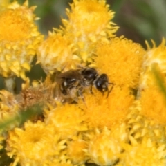 Lasioglossum (Chilalictus) sp. (genus & subgenus) (Halictid bee) at Hawker, ACT - 28 Dec 2023 by AlisonMilton
