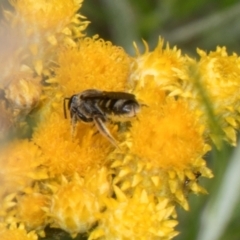 Lasioglossum (Chilalictus) sp. (genus & subgenus) at Pinnacle NR (PIN) - 28 Dec 2023 11:28 AM