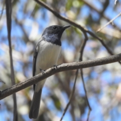 Myiagra rubecula (Leaden Flycatcher) at Lions Youth Haven - Westwood Farm - 30 Dec 2023 by HelenCross