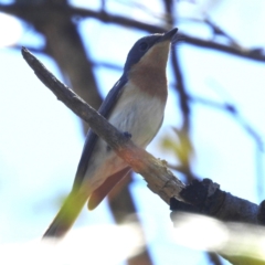 Myiagra rubecula at Lions Youth Haven - Westwood Farm A.C.T. - 30 Dec 2023 02:46 PM