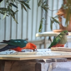 Alisterus scapularis (Australian King-Parrot) at Wellington, NSW - 30 Dec 2023 by Darcy