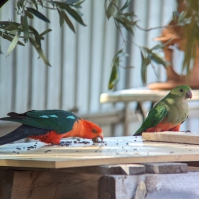 Alisterus scapularis (Australian King-Parrot) at Wellington, NSW - 30 Dec 2023 by Darcy