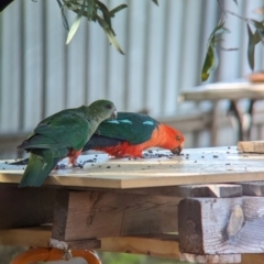 Alisterus scapularis at Wellington, NSW - suppressed