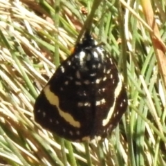 Idalima affinis (A day flying moth) at Cotter River, ACT - 30 Dec 2023 by JohnBundock