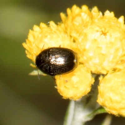 Ditropidus sp. (genus) (Leaf beetle) at Hawker, ACT - 28 Dec 2023 by AlisonMilton