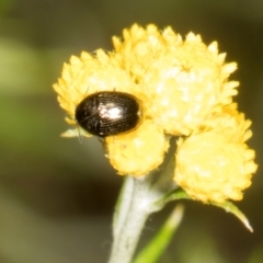 Ditropidus sp. (genus) at Pinnacle NR (PIN) - 28 Dec 2023